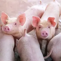 生猪概念